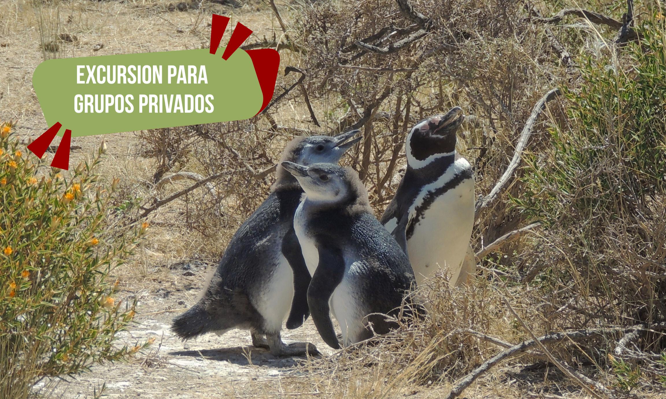 Excursión Punta Tombo y City