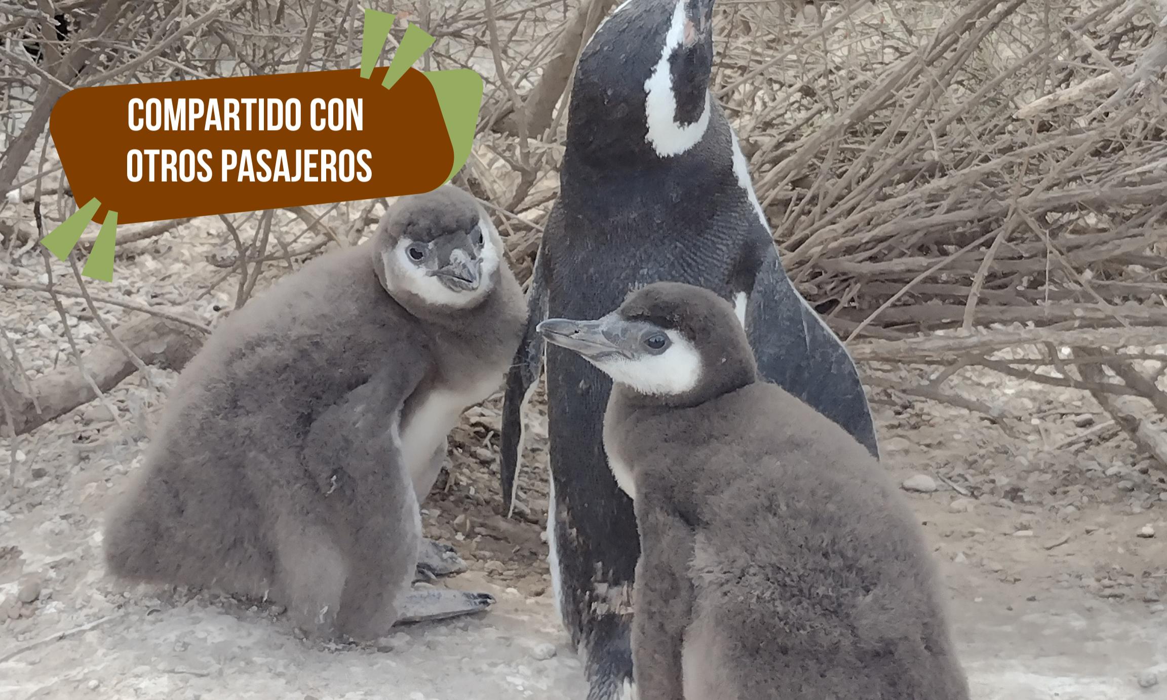 Excursión Punta Tombo y City