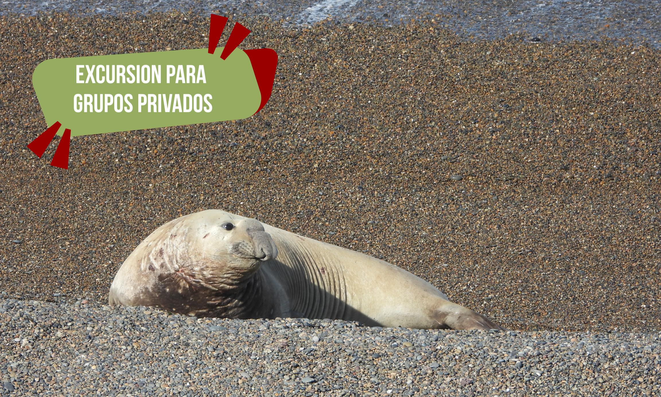 Excursión Península Valdés + City