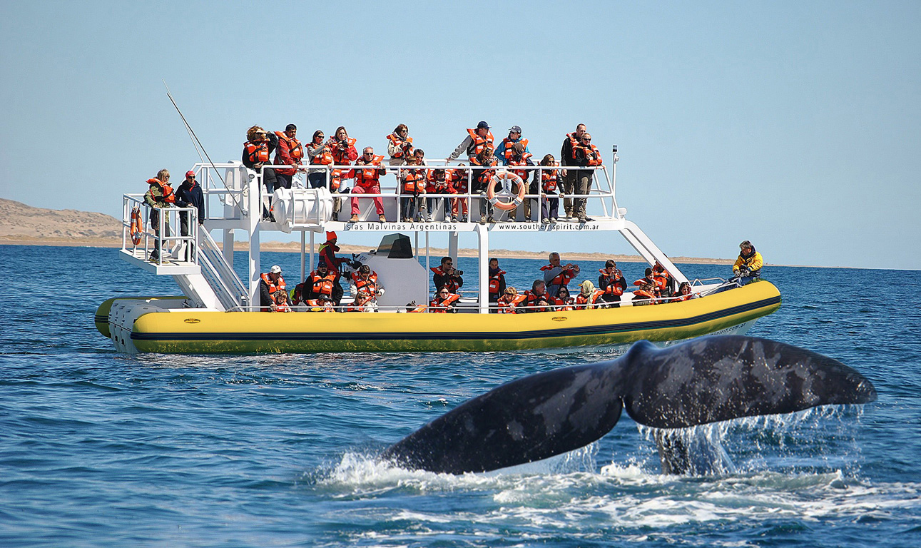 Falta muy poco! Comienzo de la temporada de Ballenas!