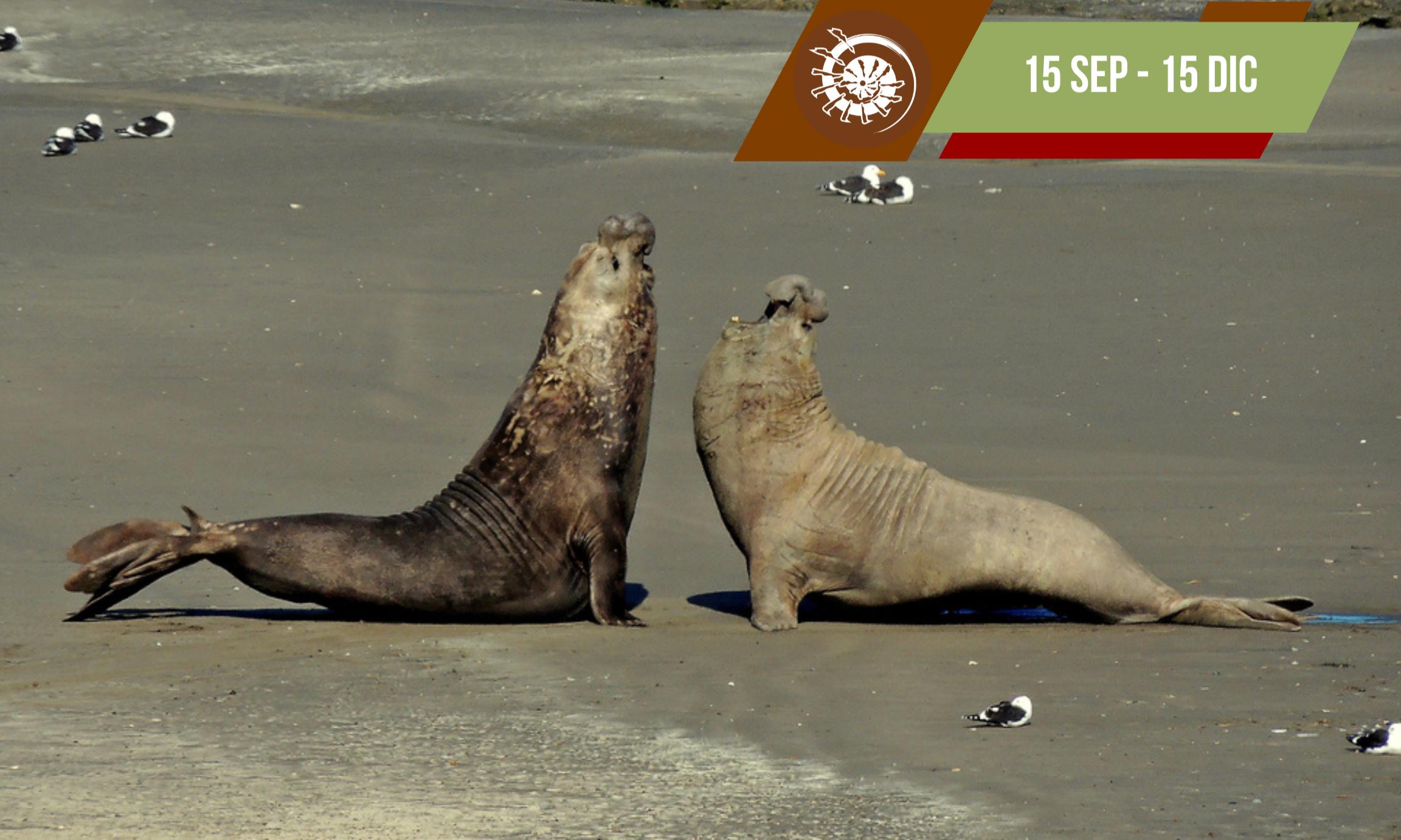 Excursión Punta Tombo e Isla Escondida