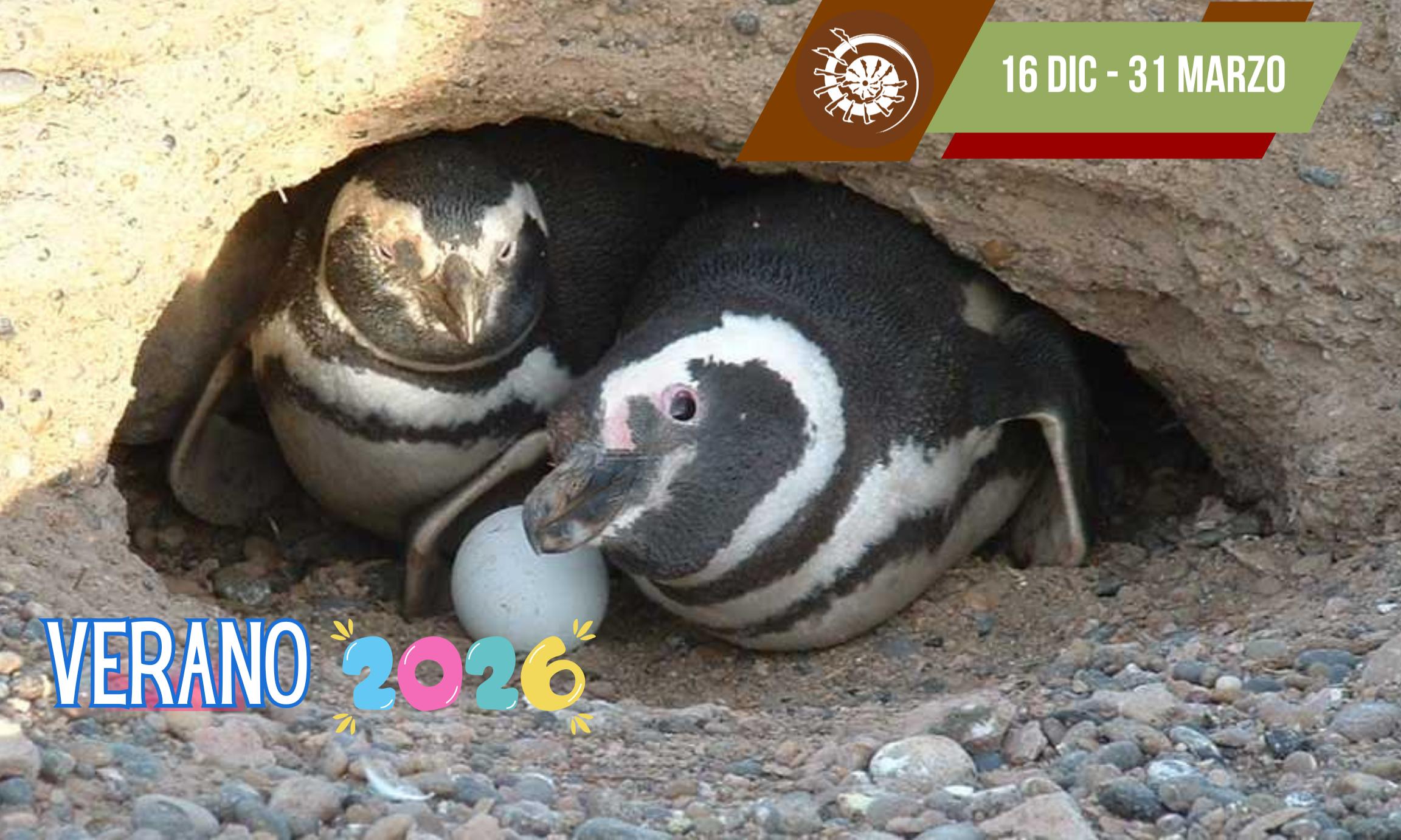 Excursión Punta Tombo y Rawson