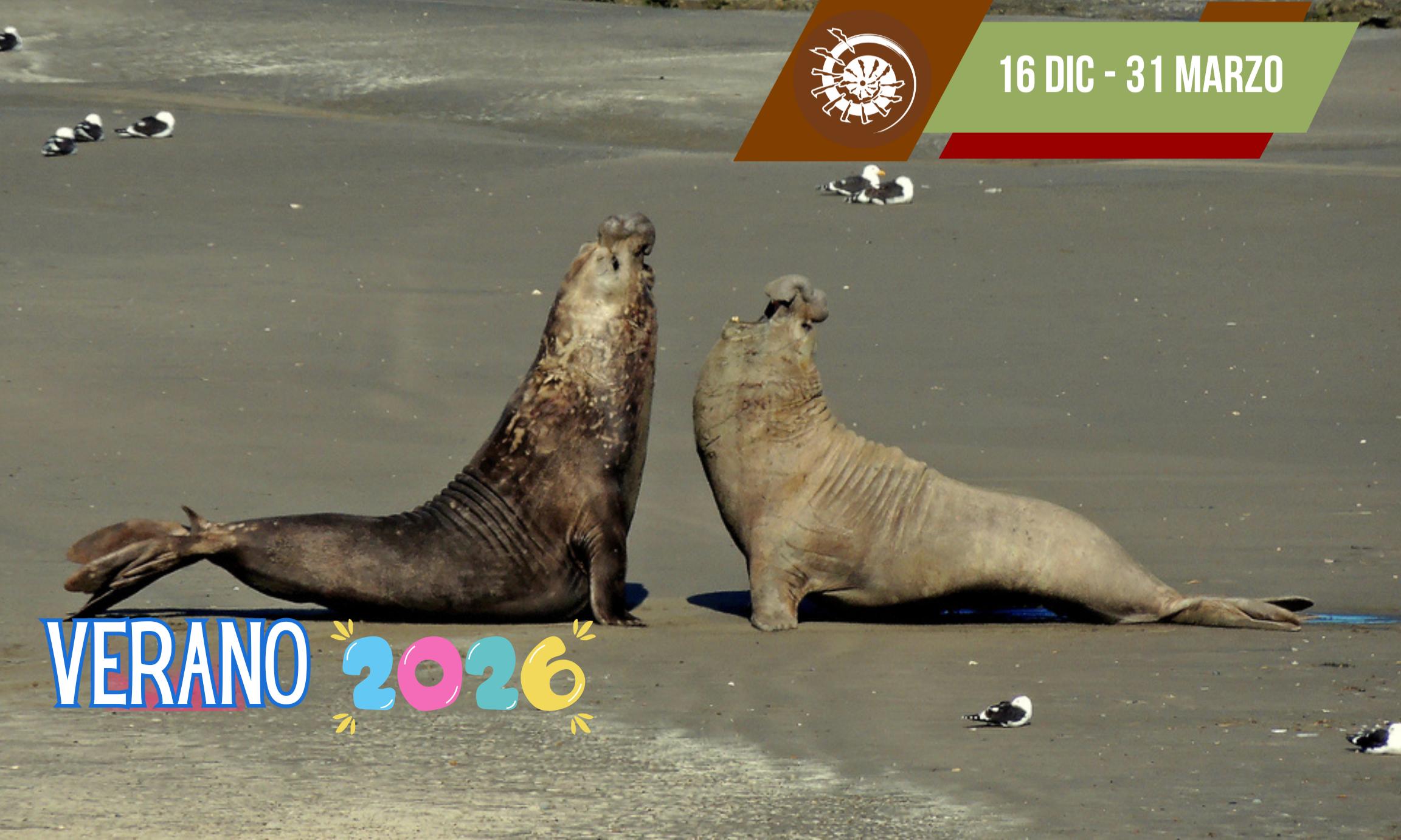 Excursión Punta Tombo e Isla Escondida