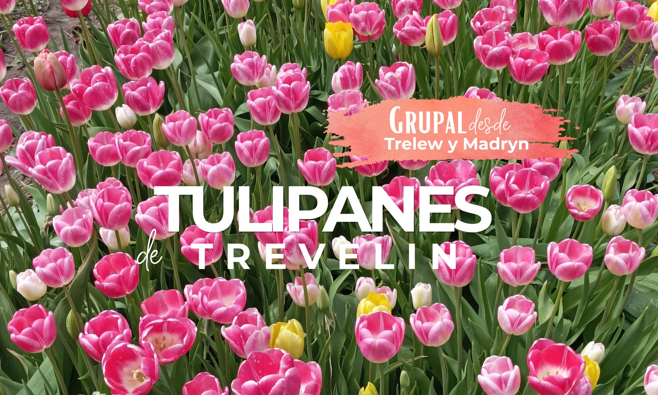 SALIDA GRUPAL y ACOMPAÑADA TULIPANES - 2026