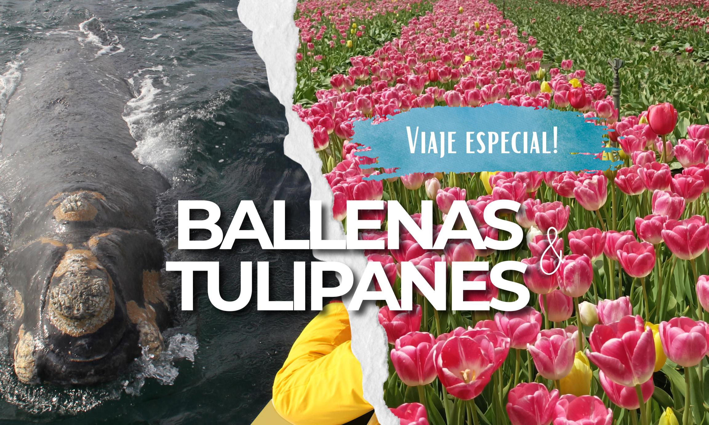 SALIDA GRUPAL BALLENAS y TULIPANES - 2026