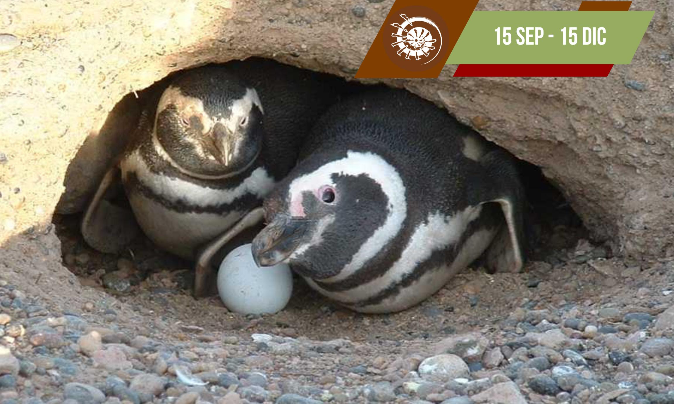 Excursión Punta Tombo y Rawson