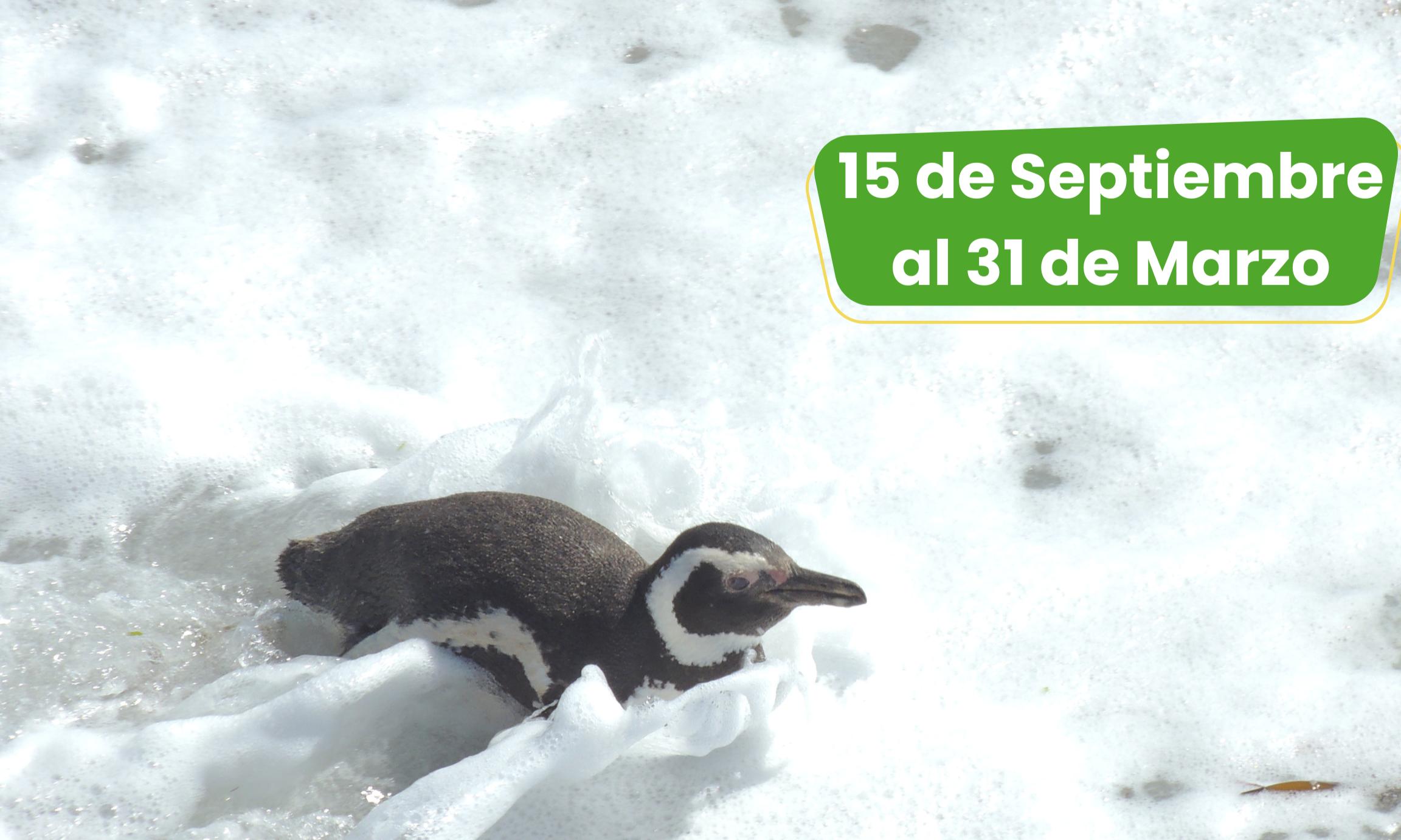 Excursión Punta Tombo y Rawson
