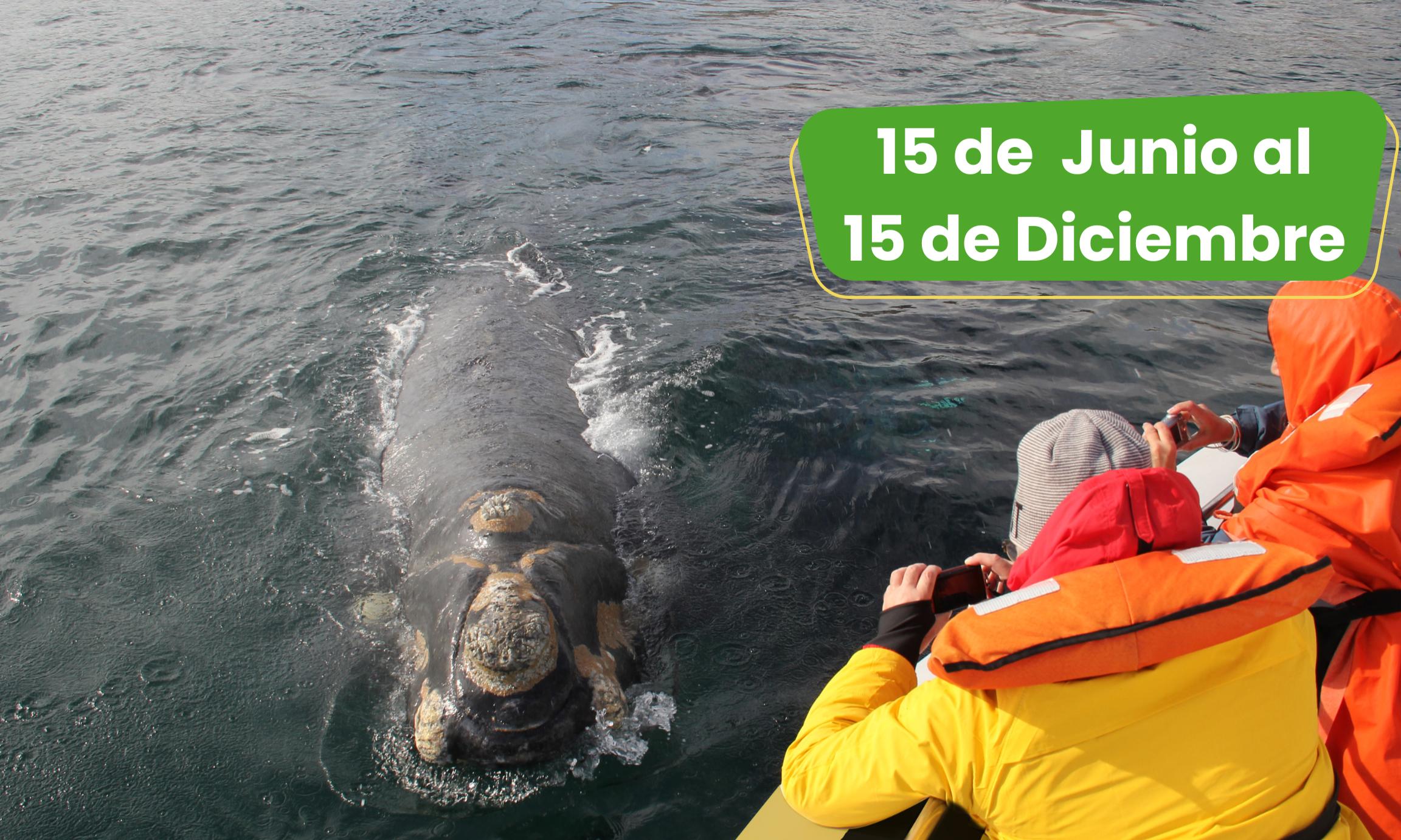 Excursión Puerto Pirámides
