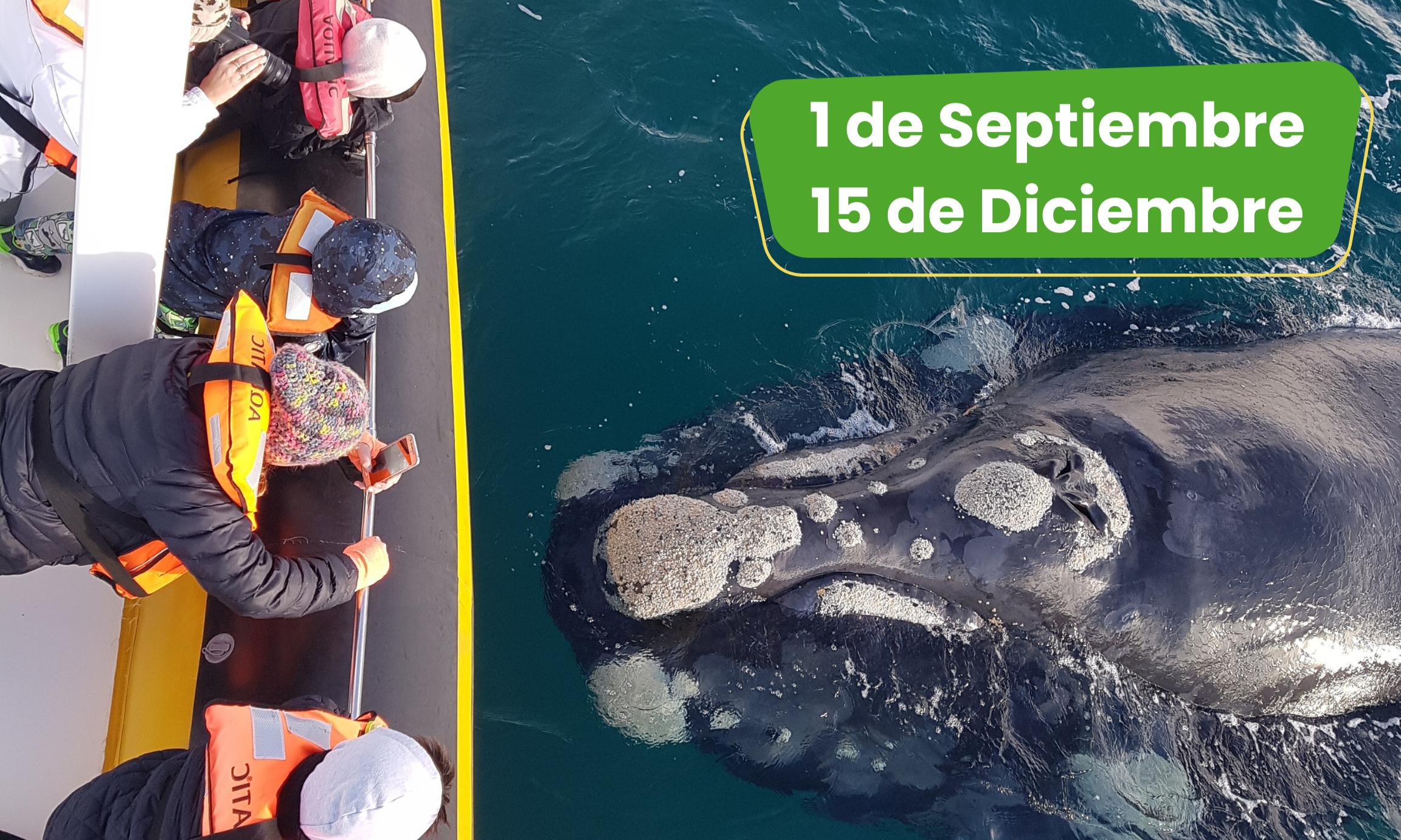 Excursión Península Valdés 