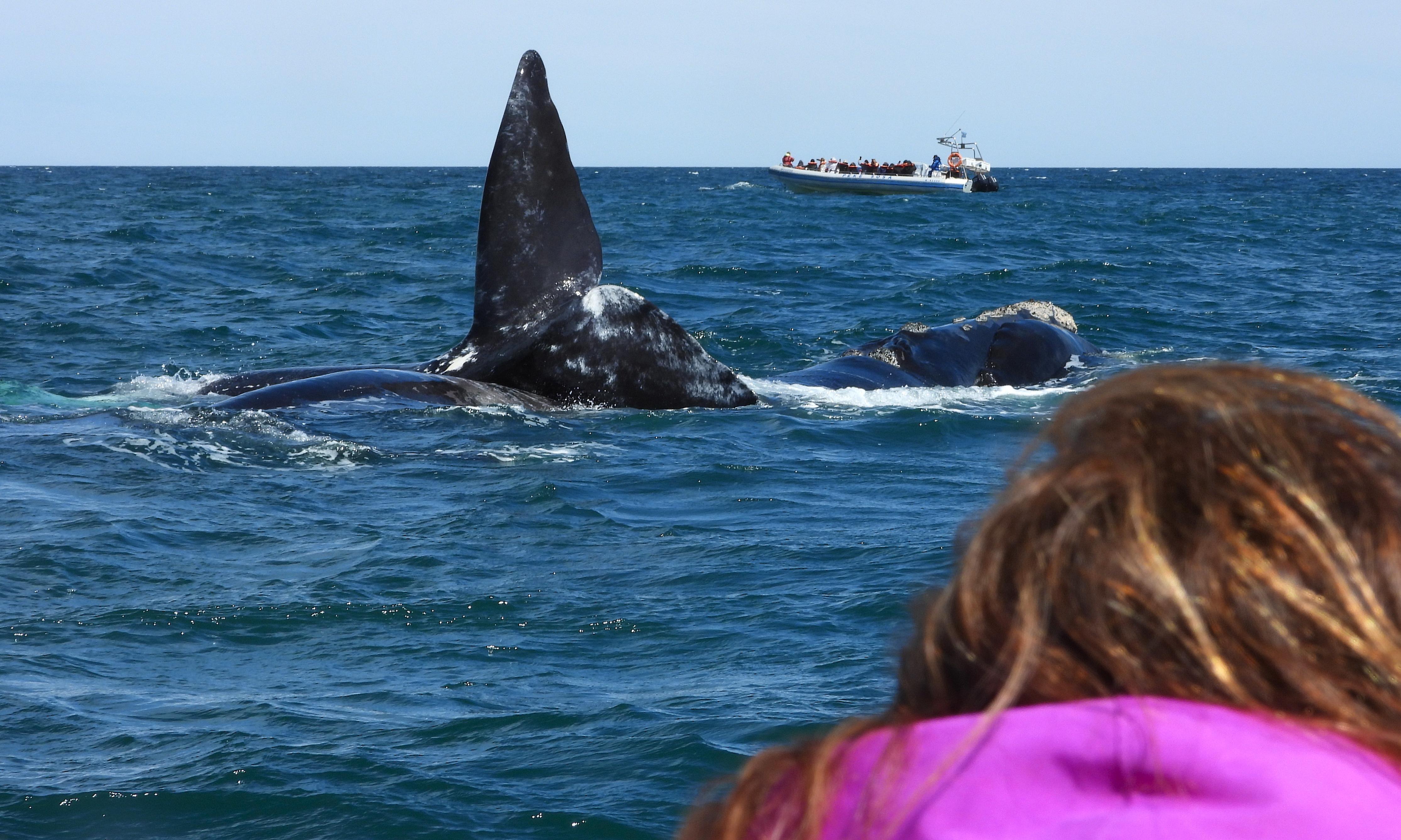 Excursión Península Valdés 