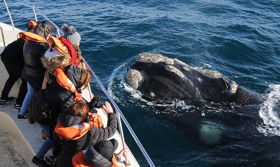 Excursión Península Valdés 