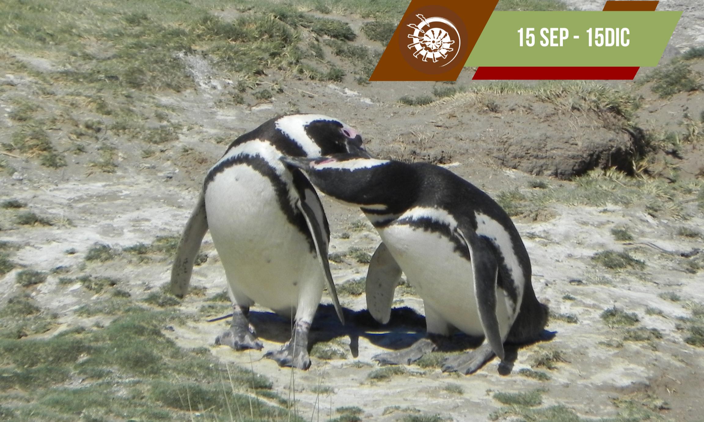 Excursión Punta Tombo