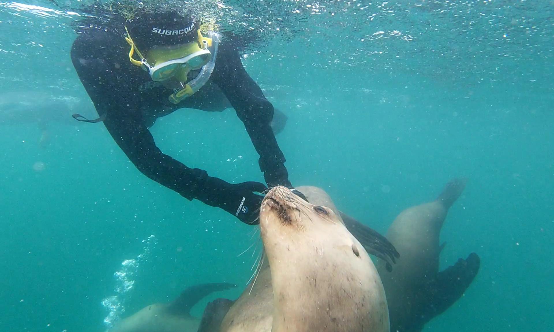 Snorkeling con Lobos Marinos