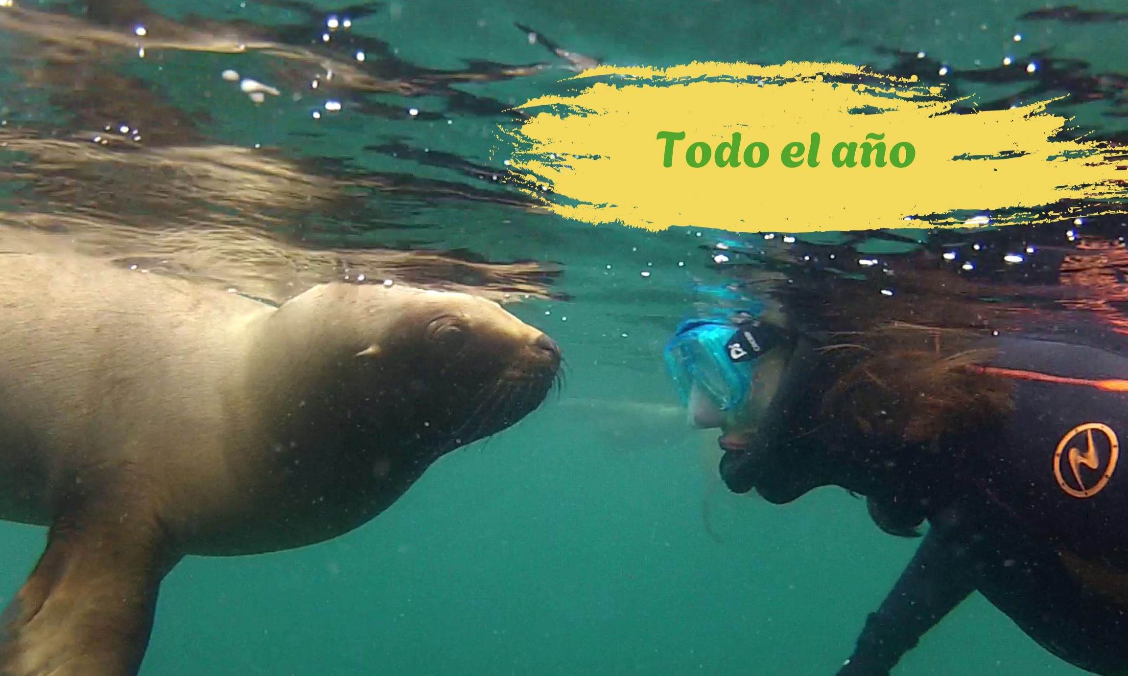 Snorkeling con Lobos Marinos