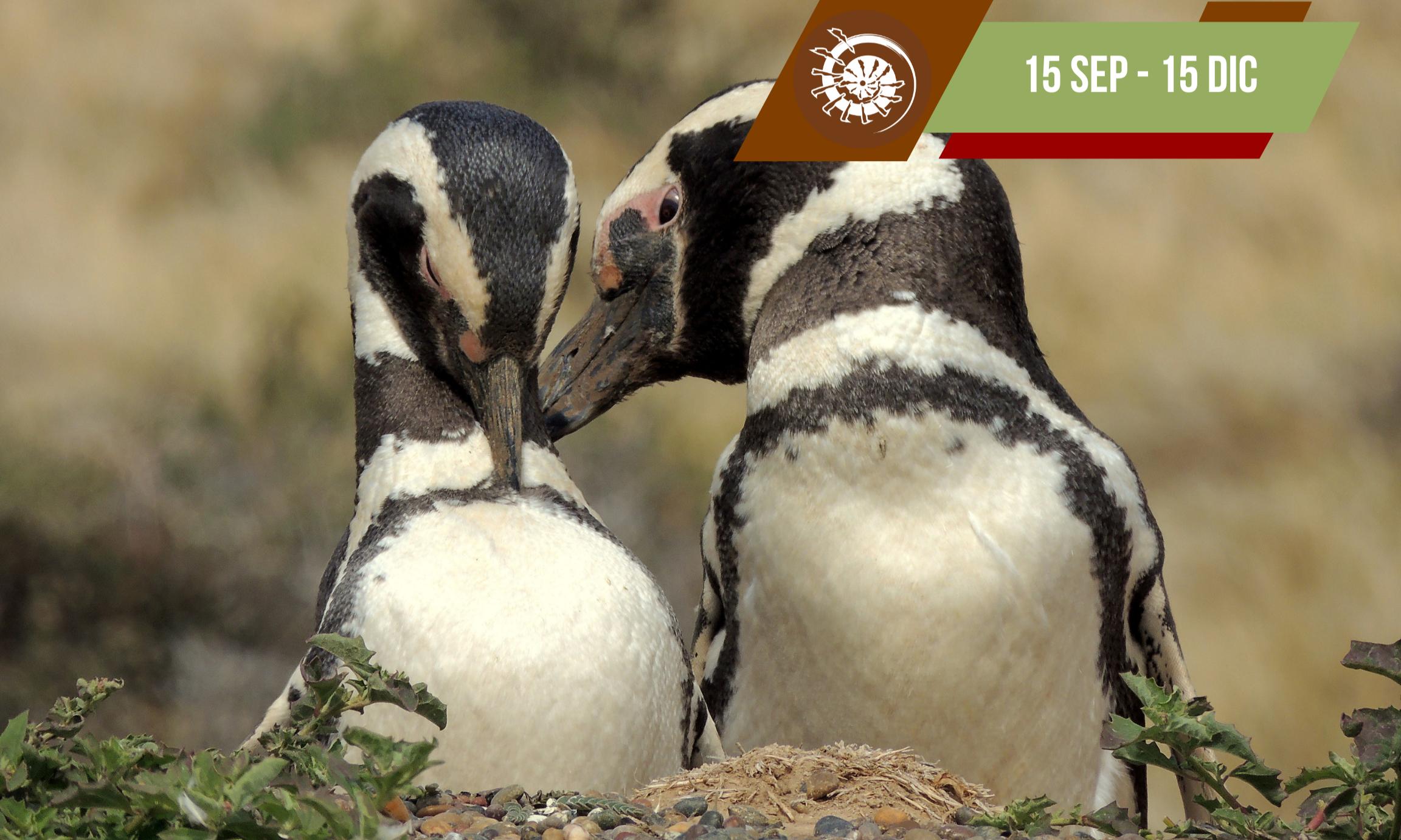 Excursión Punta Tombo y Gaiman