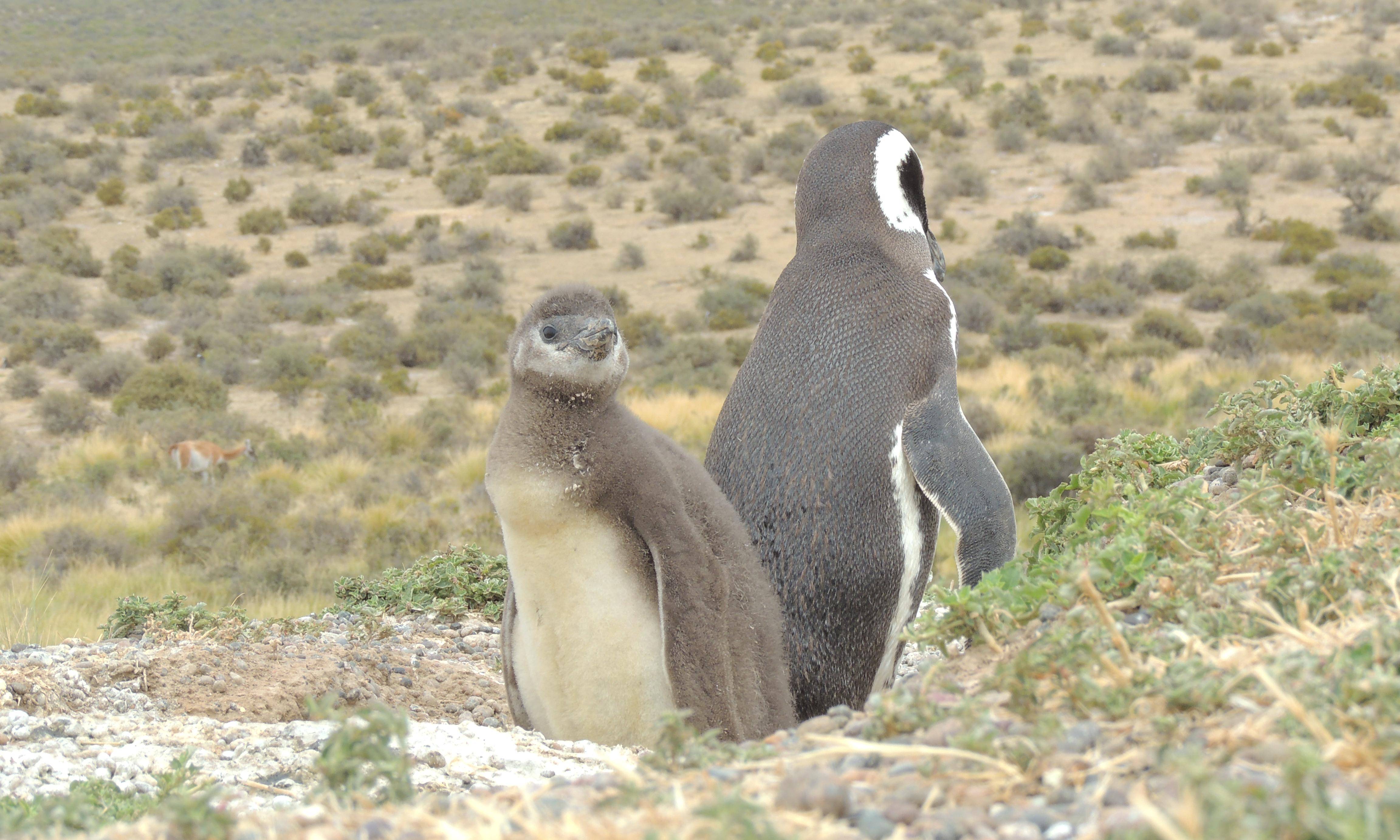 Excursión Tombo e Isla Escondida