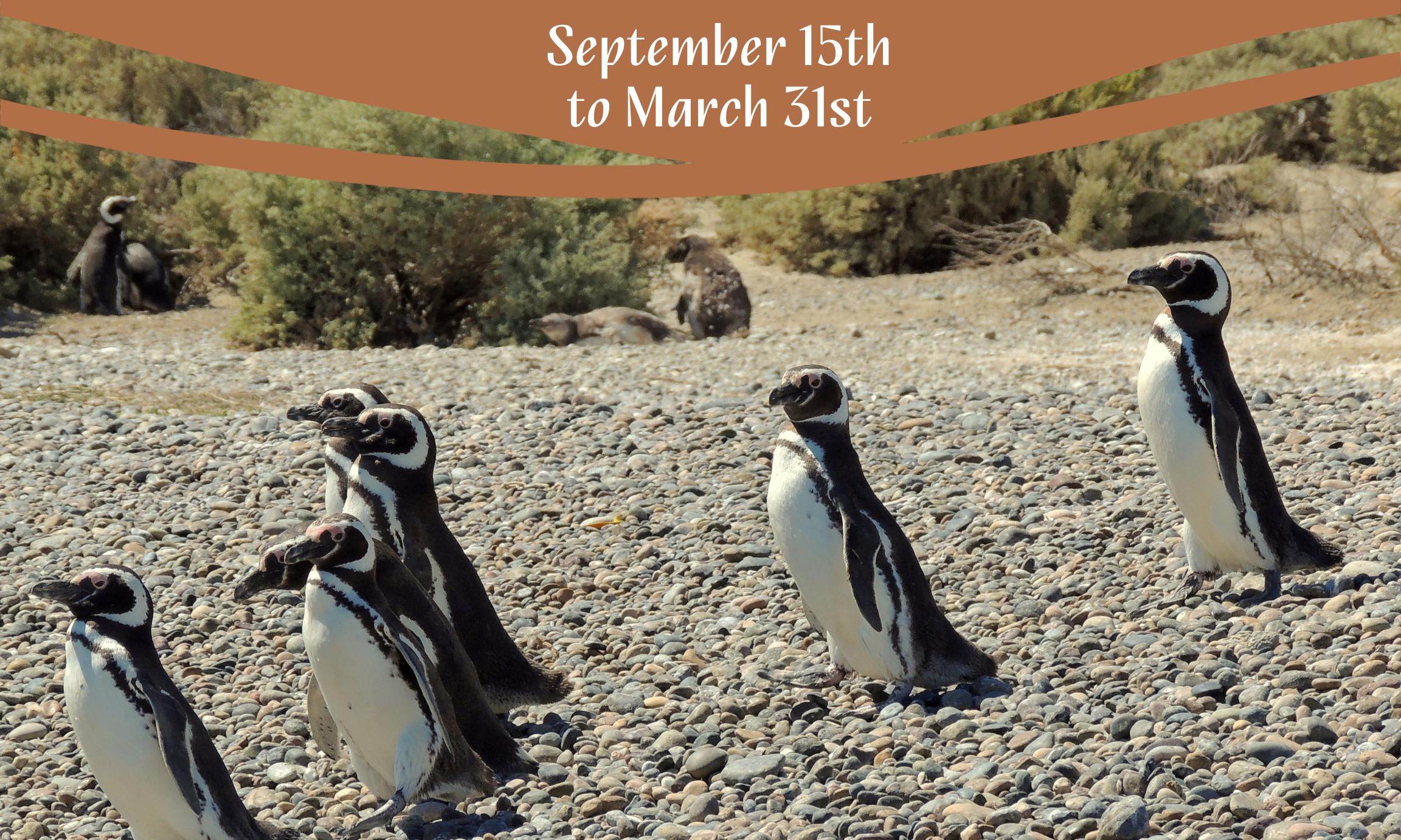 Punta Tombo and Rawson Tour