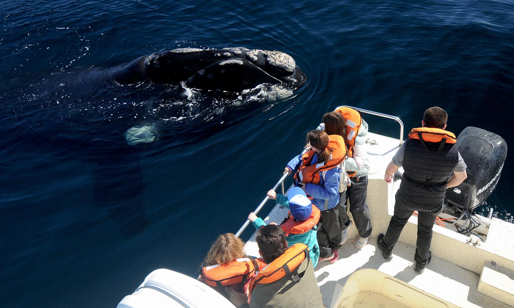 Avistaje embarcado de Ballenas.