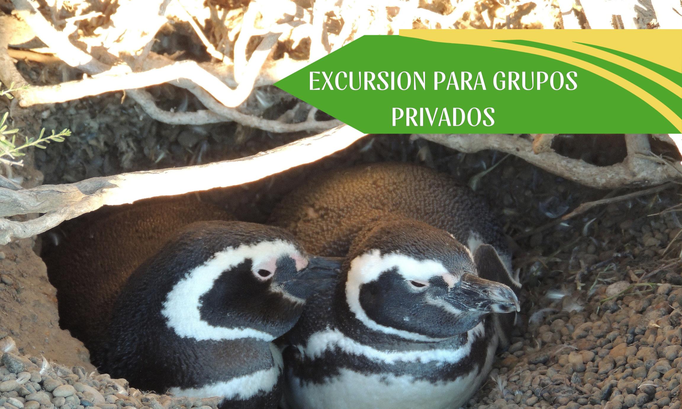 Excursión Punta Tombo y City 