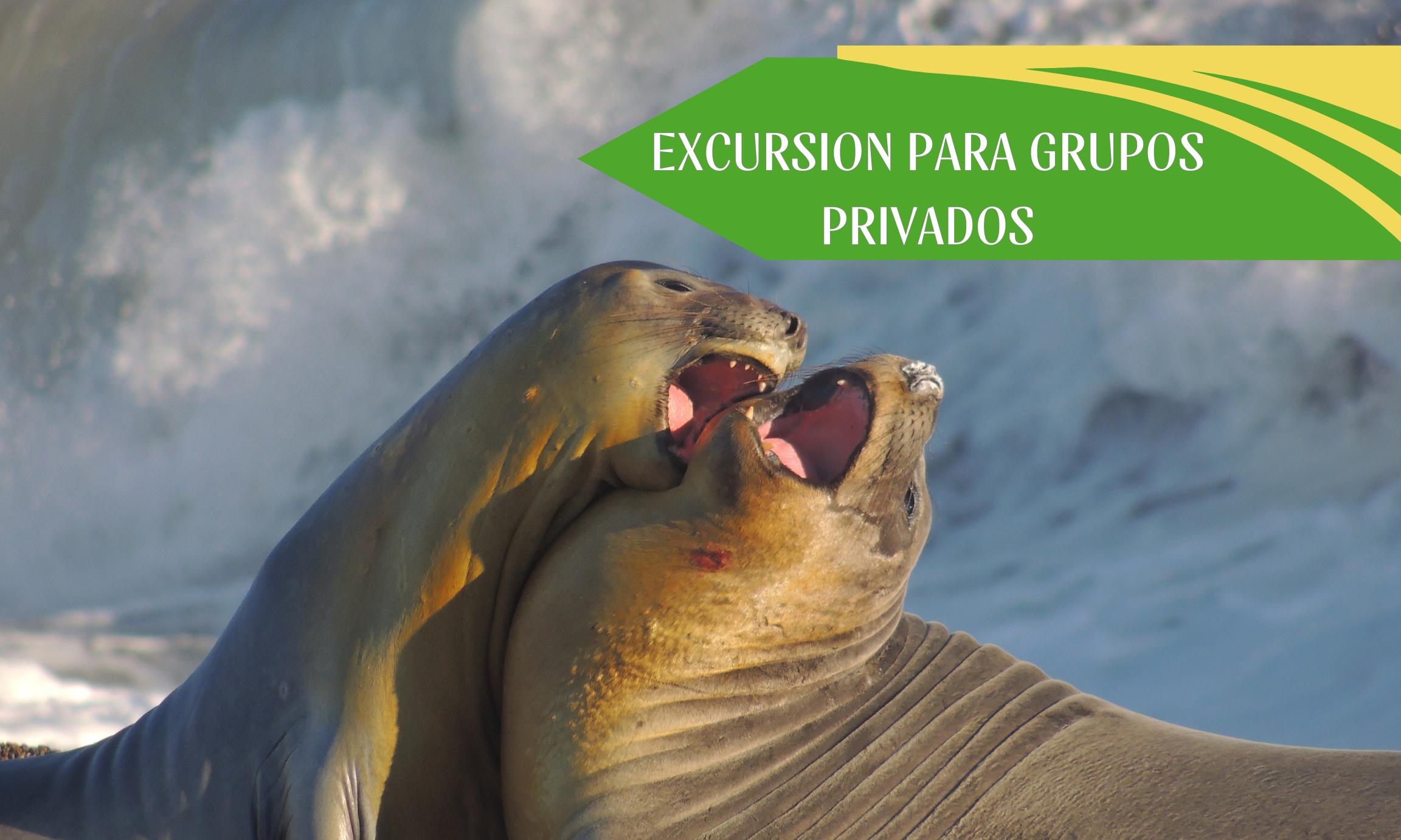 Excursión Península Valdés + City 